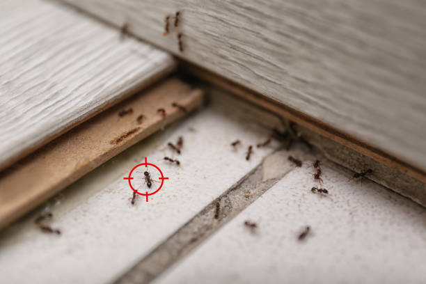 Best Spider Control Near Me  in Warren Park, IN